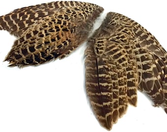 USA SELLER, 1 Pair - Natural Ringneck Pheasant Hen Whole Wing Feather Set (Left & Right) Dog Training Fly Tying Supply : 3824