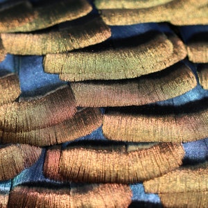 Puede incluir: Primer plano de plumas iridiscentes y superpuestas en tonos bronce y oro, sobre un fondo azul profundo. La textura de las plumas es detallada, con finas l&iacute;neas paralelas.