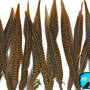 Natural Tail Feathers, 10 Pieces 10-12 Golden Pheasant Tail Feathers : 2123 image 2