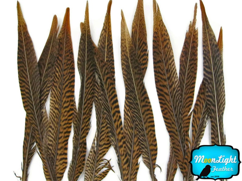 Natural Tail Feathers, 10 Pieces 10-12 Golden Pheasant Tail Feathers : 2123 image 2