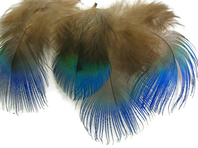 Small Peacock Feathers, 10 Pieces Iridescent Blue Peacock Body Plumage feathers Craft Supply : 2467 image 7
