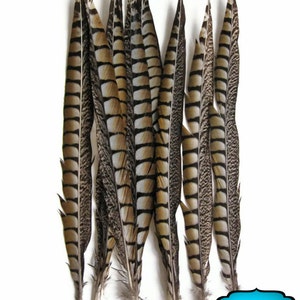 Super Long Feathers, 10 Pieces - 20-25&quot; NATURAL LONG Lady Amherst Pheasant Tail Feathers : 3870