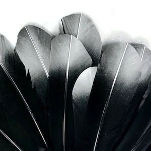 6 Pieces - Silver Tipped Metallic Spray Painted &quot;Imitation Eagle&quot; Turkey Tom Rounds Secondary Wing Quill Feathers Craft Supply : 4172