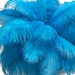 see more listings in the Ostrich Feathers section