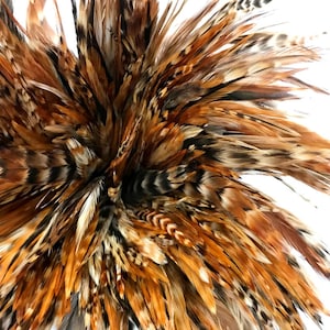 Puede incluir: Primer plano de un montón de plumas marrones, negras y blancas. Las plumas están dispuestas en un patrón radial, creando una explosión de color.