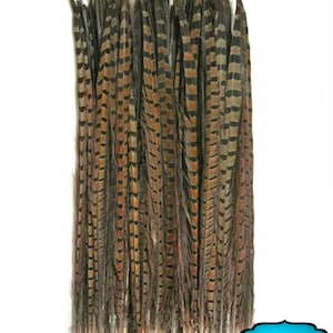 Pheasant Tail Feathers, 50 Pieces 20-26 NATURAL Ringneck Pheasant Tail Wholesale Feathers bulk : 2303 image 2