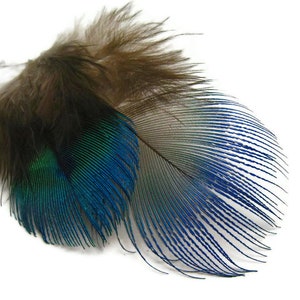 Small Peacock Feathers, 10 Pieces Iridescent Blue Peacock Body Plumage feathers Craft Supply : 2467 image 8