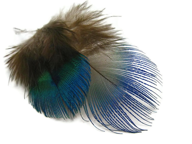 Small Peacock Feathers, 10 Pieces Iridescent Blue Peacock Body Plumage feathers Craft Supply : 2467 image 8