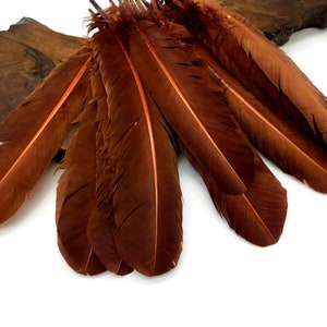 Quill Feathers, 6 Pieces - Brown Turkey Rounds Secondary Large Wing Quill Feathers Craft Supply : 2221