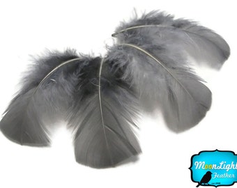 Grey Turkey Feathers, 100 Feathers - GREY Turkey T-Base Plumage Body Feathers 0.50 oz. : 145