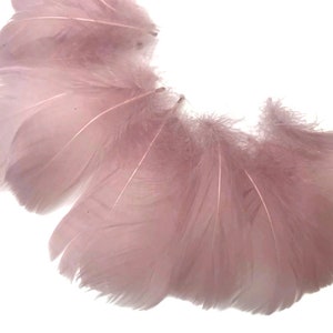 Puede incluir: Un montón de plumas suaves de color rosa claro. Las plumas están dispuestas en semicírculo, con las puntas de las plumas apuntando hacia el centro.