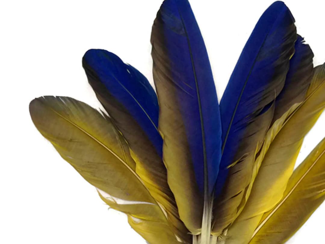 Pieces Iridescent Blue and Yellow Catalina Macaw Wing Quill