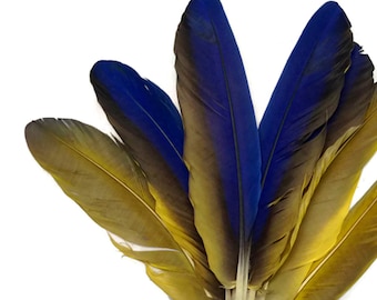 4 Pieces - Iridescent Blue and Yellow Catalina Macaw Wing Quill Feathers -Rare- Fly Tying Craft Supply : 1199