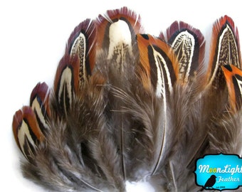Wholesale Brown Feathers, 1/4 lb - NATURAL ALMOND Ringneck Pheasant Plumage Wholesale Feathers (bulk) : 3104
