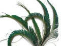 10 Pieces - 10-12" Natural Iridescent Green Peacock Swords Cut Feathers Fly Tying, Costume, Craft Supply : 312