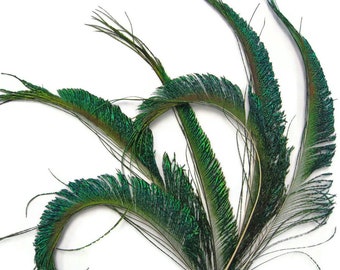 10 Pieces - 10-12&quot; Natural Iridescent Green Peacock Swords Cut Feathers Fly Tying, Costume, Craft Supply : 312