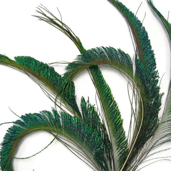 10 Pieces - 10-12" Natural Iridescent Green Peacock Swords Cut Feathers Fly Tying, Costume, Craft Supply : 312