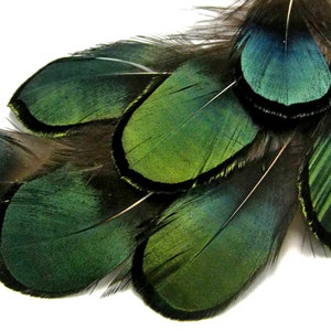 1 Pack Iridescent Green Bronze Lady Amherst Pheasant Plumage Tippet Feathers 0.10 Oz. Dream Catcher Fly Tying Supply : 492 image 1