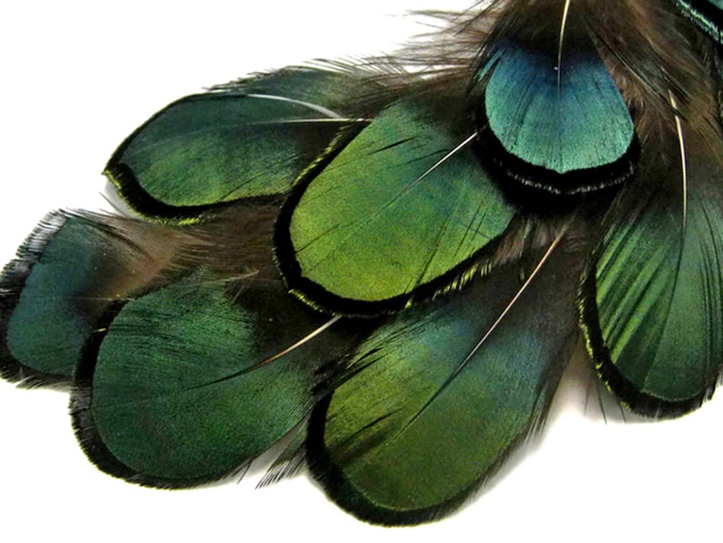 1 Pack Iridescent Green Bronze Lady Amherst Pheasant Plumage Tippet Feathers 0.10 Oz. Dream Catcher Fly Tying Supply : 492 image 1