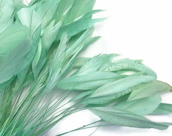 Aqua Mint Green Stripped Rooster Coque Tail Feathers, Craft Supply (1 Dozen)