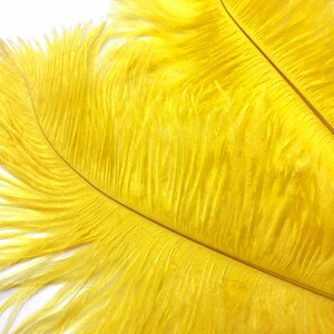 Wholesale Supplier , 1/2 lb 17-19 Yellow Large Ostrich Drab Plumage Wholesale Feathers bulk Mardi Gras Carnival Wedding : 2904 image 6