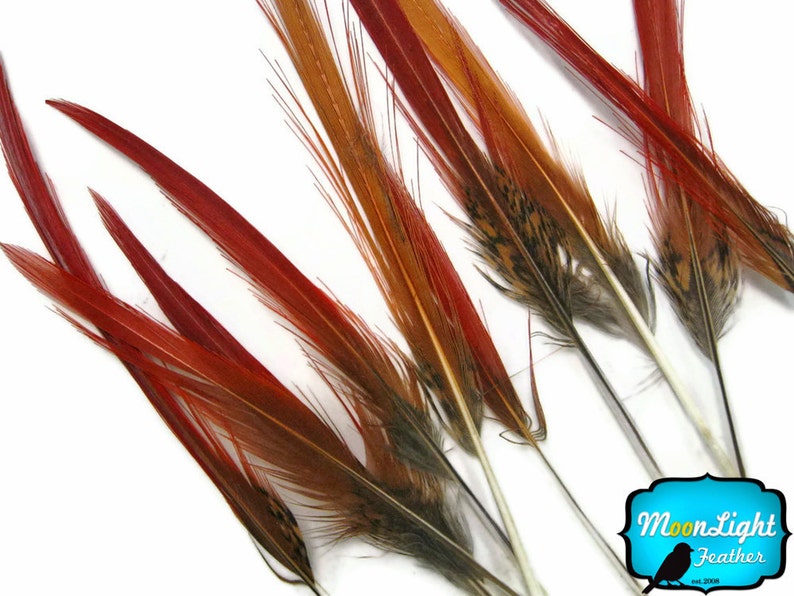 8-10/" Golden Pheasant Red Tips Loose Feathers 10 Pieces