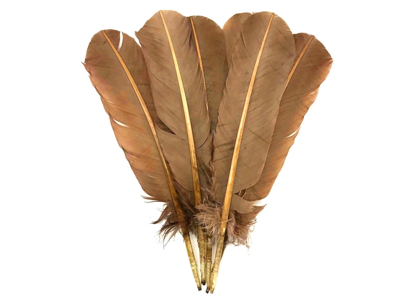Light Brown Turkey Rounds Secondary Large Wing Quill Feathers Craft Supply Quill Feathers 6 Pieces 4185