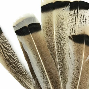 Wild Tail Feathers, 4 Pieces - Natural Royal Palm Cream and Black Wild Turkey Tail Feathers : 4457