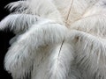 Ostrich Feathers, 10 Pieces - 6-8" Off White Ostrich Dyed Drabs Body Plumage Feathers Craft Supplier : 1362