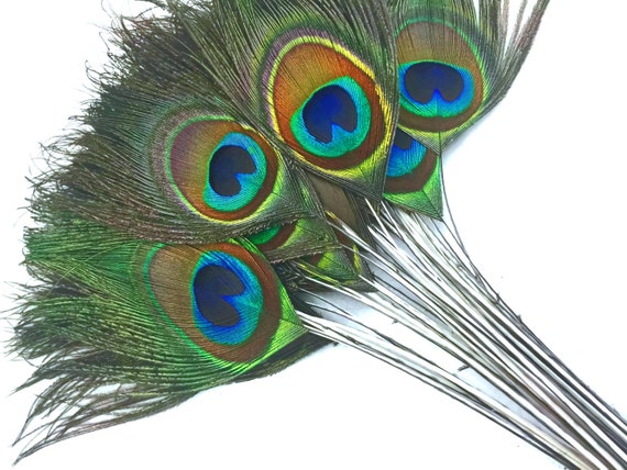 10 Pieces - Turquoise Blue Mini Natural Peacock Tail Body Feathers with  Eyes Halloween Costume Craft Supplier | Moonlight Feather