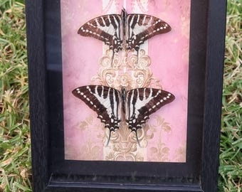 Framed Banded Swordtail Butterflies – Pink Shadowbox Entomology Decor
