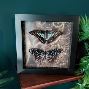Papillons encadrés - Geai commun, tigre bleu vitreux, décoration murale entomologie