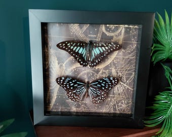 Framed Butterflies – Common Jay, Glassy Blue Tiger, Entomology Wall Decor