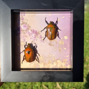 Two real beetles in shadowbox frame - Preserved insect, Vintage-look wall decor, Witchy birthday gift