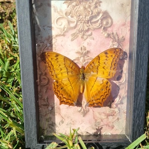 Real butterfly in frame - Vindula Dejone, Oddities, Vintage look wall decor, Witchy birthday gift