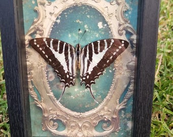 May include: A framed butterfly specimen with black and white wings, displayed against a blue and gold background. The butterfly is mounted in a black frame with a gold ornate frame inside.