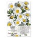 Creeping Daisy Seeds, Mixture (Chrysanthemum paludosum) Open Pollinated Seeds by Seed Needs