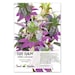 Bee Balm Seeds, Spotted Horsemint (Monarda punctata) Open Pollinated Seeds by Seed Needs