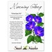 Morning Glory Seeds, Grandpa Ott (Ipomoea purpurea) Non-GMO Seeds by Seed Needs