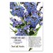 Forget-Me-Not Seeds, Cape Blue (Anchusa capensis) Open Pollinated Seeds by Seed Needs
