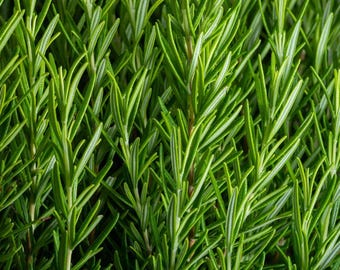 Growth Oil