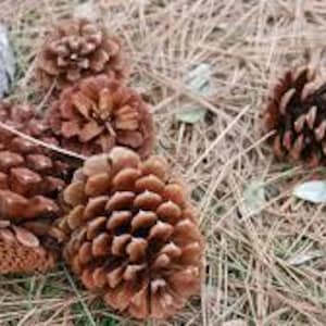 Fresh Pinecones: Decorative Bundle