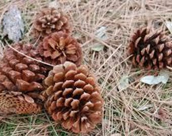 Piñas frescas: Ramo decorativo