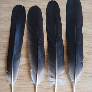 Può includere: Quattro piume allungate disposte verticalmente, ognuna caratterizzata da una sezione superiore nera solida che sfuma verso una base grigio chiaro e bianca. I calami sono sottili e bianchi, estendendosi dalla parte inferiore di ogni piuma.