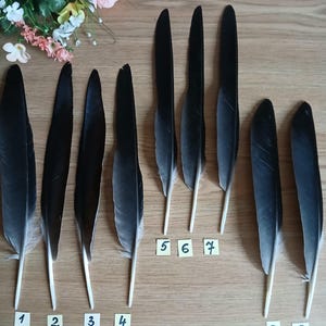 Krähenflügelfedern: Ohne Tierversuche, natürlich - Kunst, Handwerk, Magie