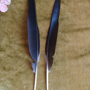 Natural Black Crow Wing Feathers: Ethically Sourced Craft Supplies (Set of 2)