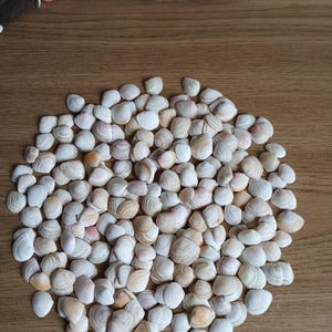 Könnte beinhalten: Eine große Ansammlung kleiner, hellfarbener Muschelschalen, die in einem kreisförmigen Haufen angeordnet sind. Die Muscheln sind überwiegend weiß, cremefarben und hellbraun, weisen natürliche Rillen und glatte Oberflächen auf, mit einigen verstreuten Muscheln.