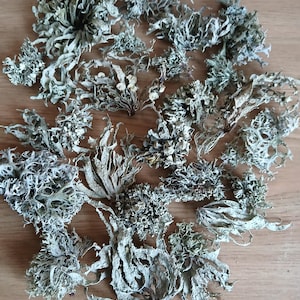 Dray Grey korstmossen (20 g) - Gifts of Nature: benodigdheden voor kunst en kunstnijverheid