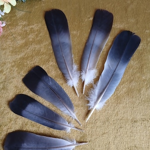 Wood Pigeon Tails Feathers: Natural Crafts Supplies (Set of 6)