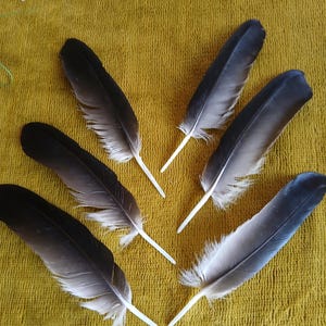 Black Grey Crow Feathers: Natural Craft Supply (Set of 6, 10-11cm)